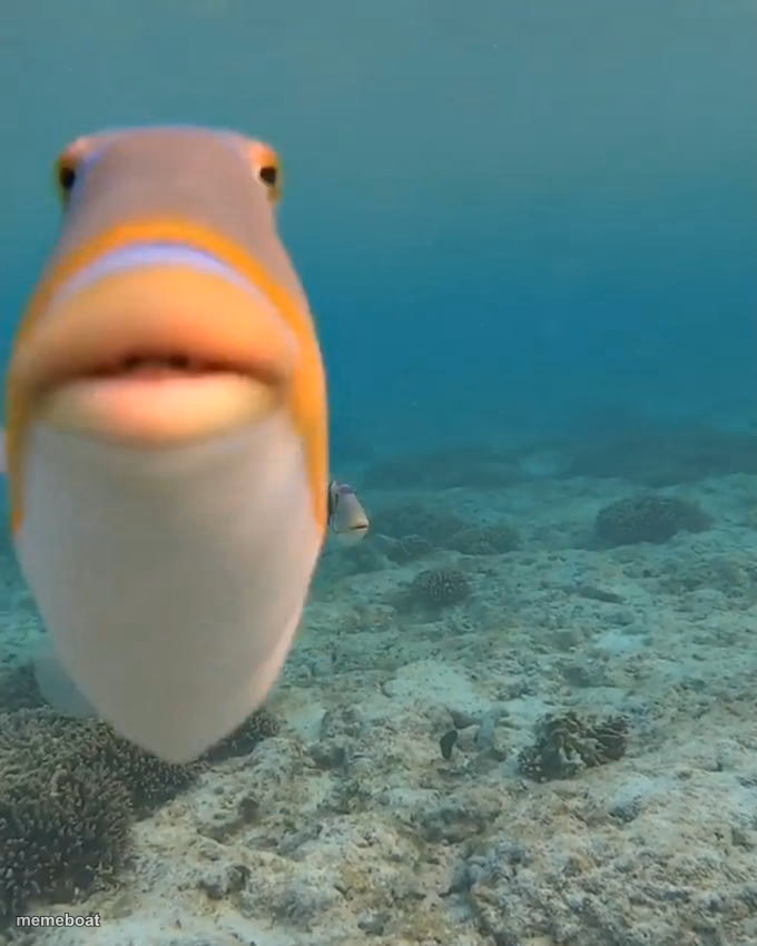 staring fish - meme generator image preview