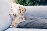 start-life crisis cat