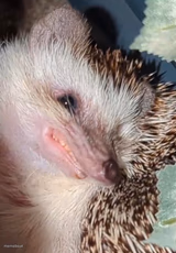 Stinky rodent