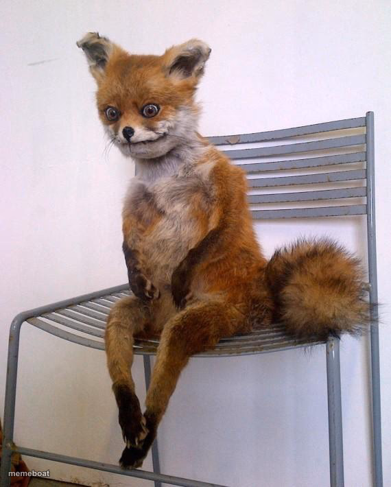 Stoned Fox - meme generator image preview