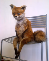 Stoned Fox
