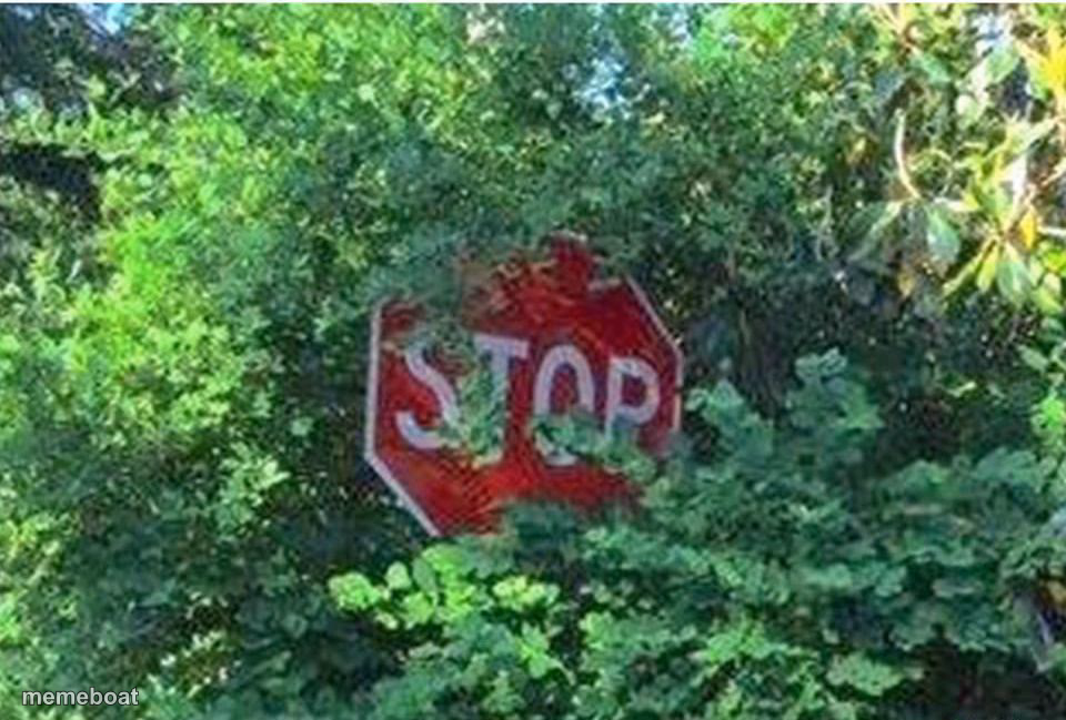 Stop Sign Behind Bushes - meme generator image preview