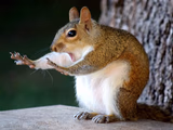 stop squirrel