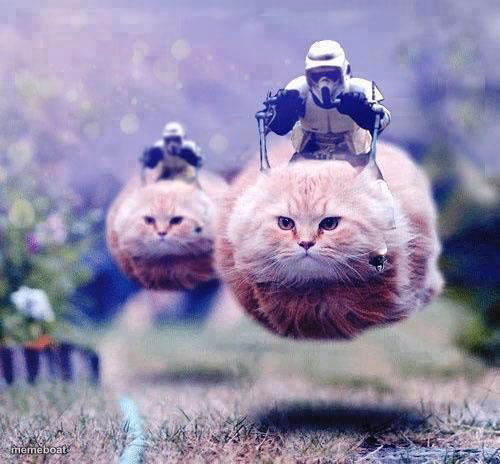 Storm Trooper Cats - meme generator image preview