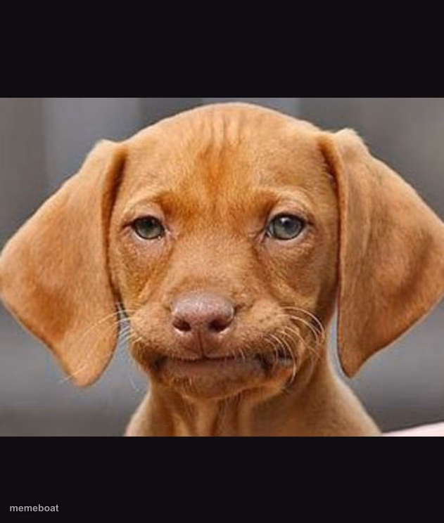 Straight face dog - meme generator image preview