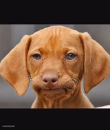 Straight face dog