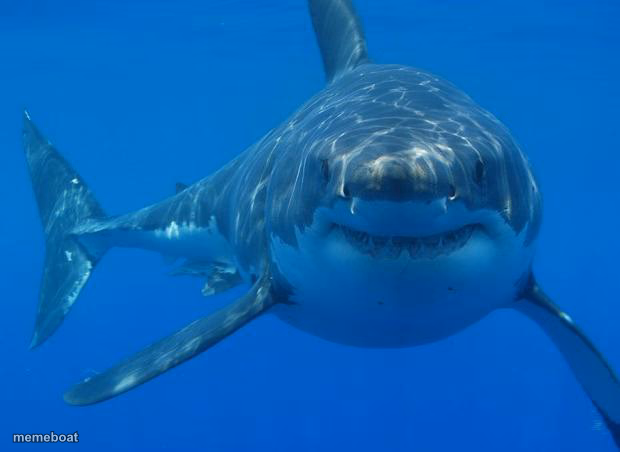 Straight White Shark - meme generator image preview
