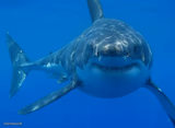 Straight White Shark