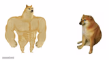 Strong doge weak doge