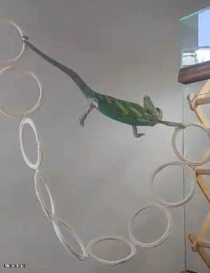 Struggling Chameleon Template - meme generator image preview