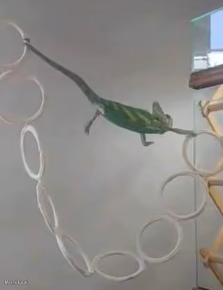 Struggling Chameleon Template
