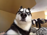 Stunned Dog