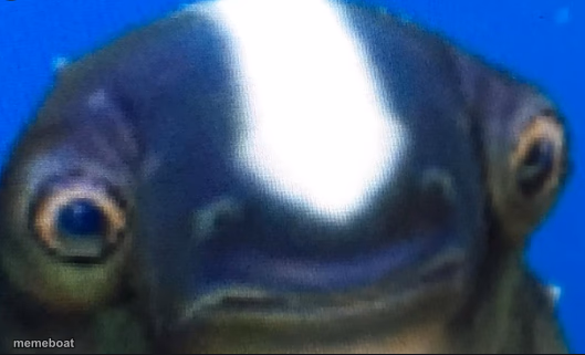 subnautica seamoth cuddlefish - meme generator image preview