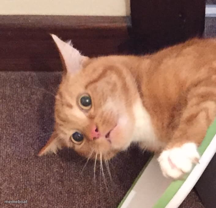 Sudden Realization Cat - meme generator image preview