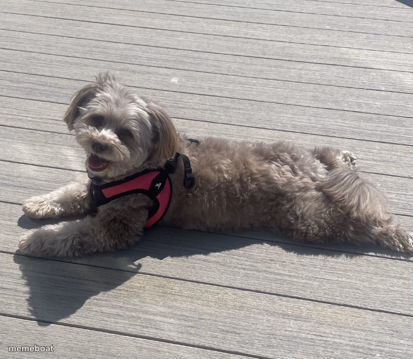 Sunbathing Pomapoo - meme generator image preview