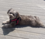 Sunbathing Pomapoo