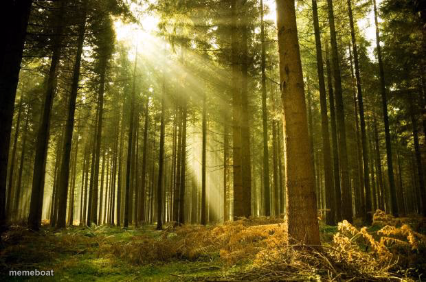 sunlit forest - meme generator image preview