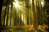 sunlit forest