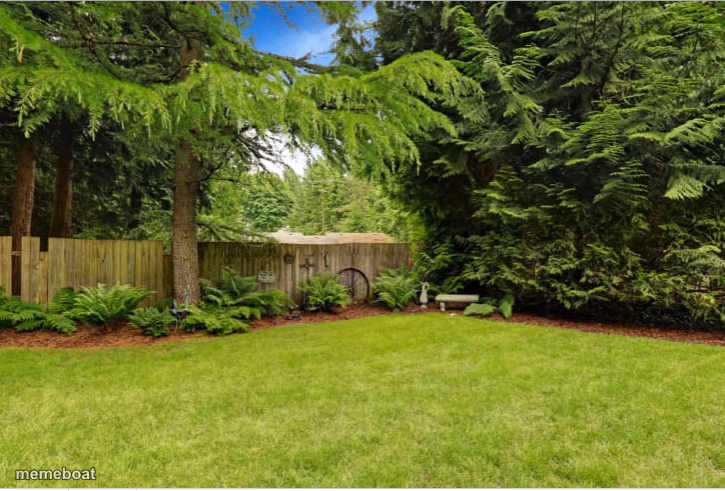 Sunny Backyard - meme generator image preview