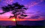 Sunrise purple beauty