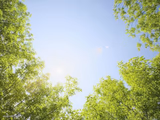 sunshine trees
