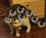 Super confused cat