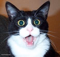 Surprised Cat - meme generator image preview