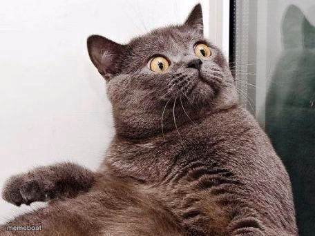 Surprised cat - meme generator image preview
