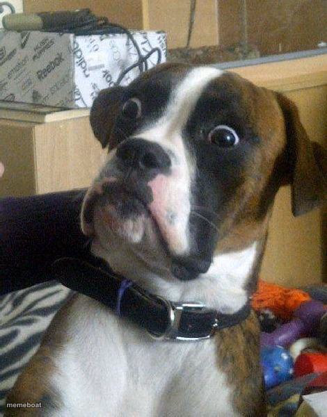 Surprised Dog - meme generator image preview
