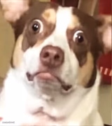 Surprised Dog