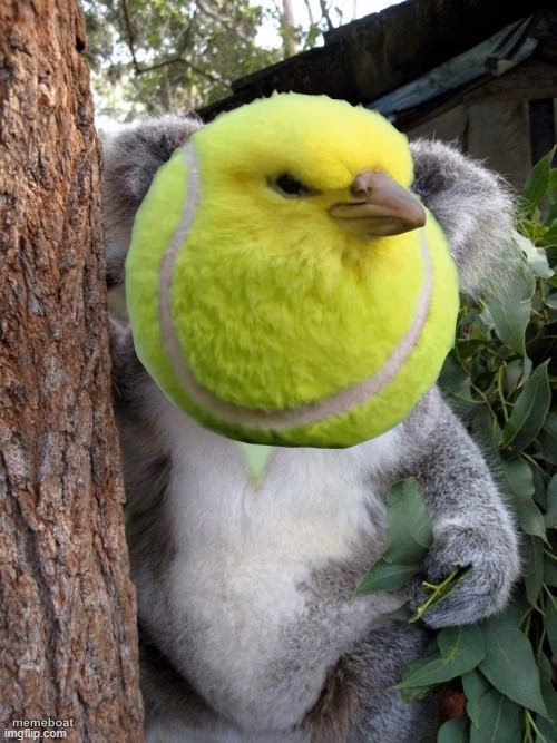 Surprised tennis bird - meme generator image preview
