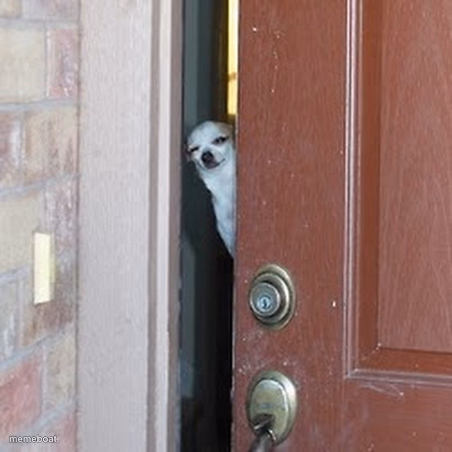 Suspicious Chihuahua - meme generator image preview