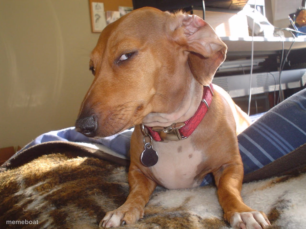Suspicious Dog - meme generator image preview