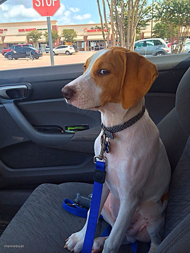 Suspicious Dog - meme generator image preview