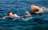 Swimming with sharks