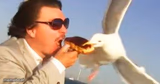 swiping seagull
