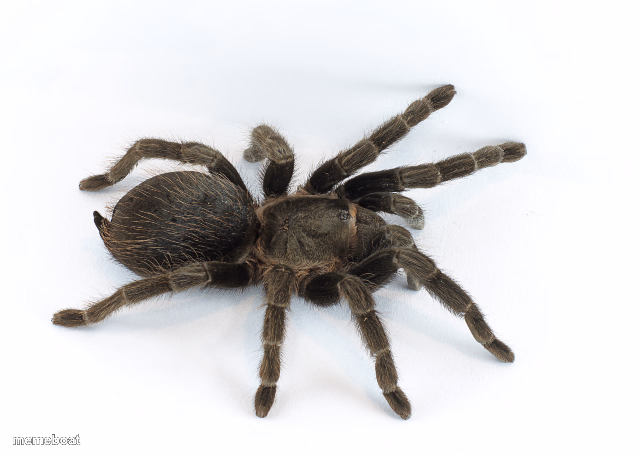Tarantula - meme generator image preview