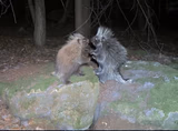 Teenage Mutant Porcupines