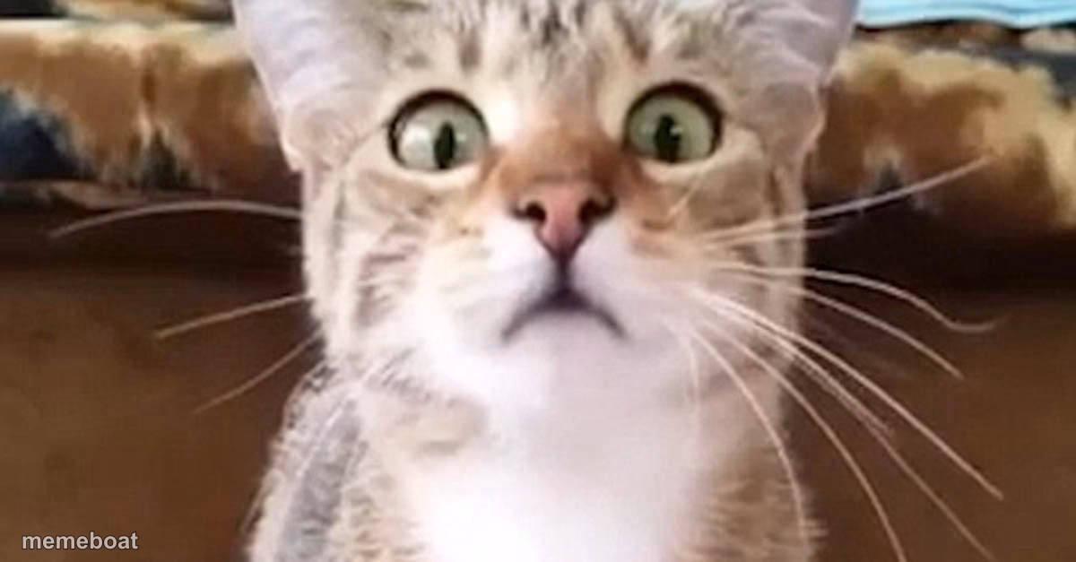 terrified cat - meme generator image preview