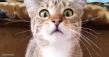 terrified cat
