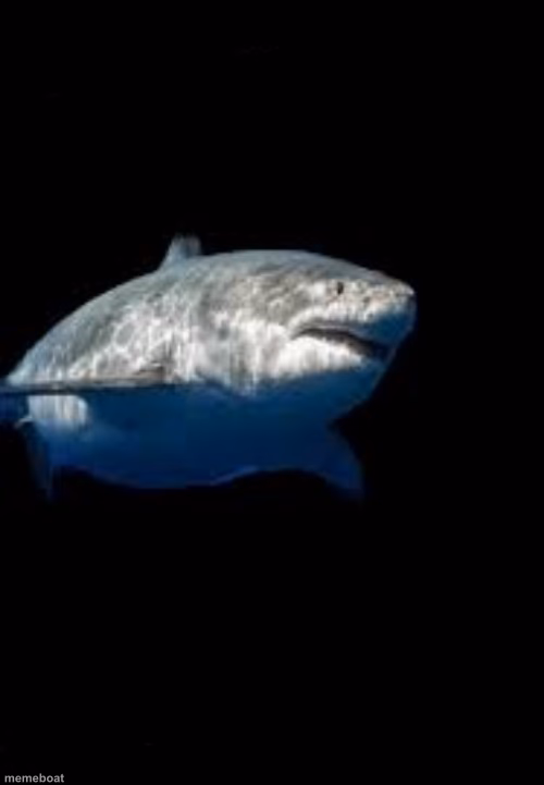 Terry the fat shark template - meme generator image preview