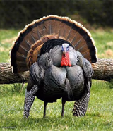 Thanksgiving Day