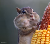 Thanksgiving Squirrel