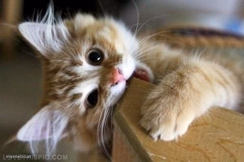 That's just silly cat - meme generator image preview