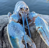 The Blue Lobster