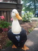 The Dapper Duck
