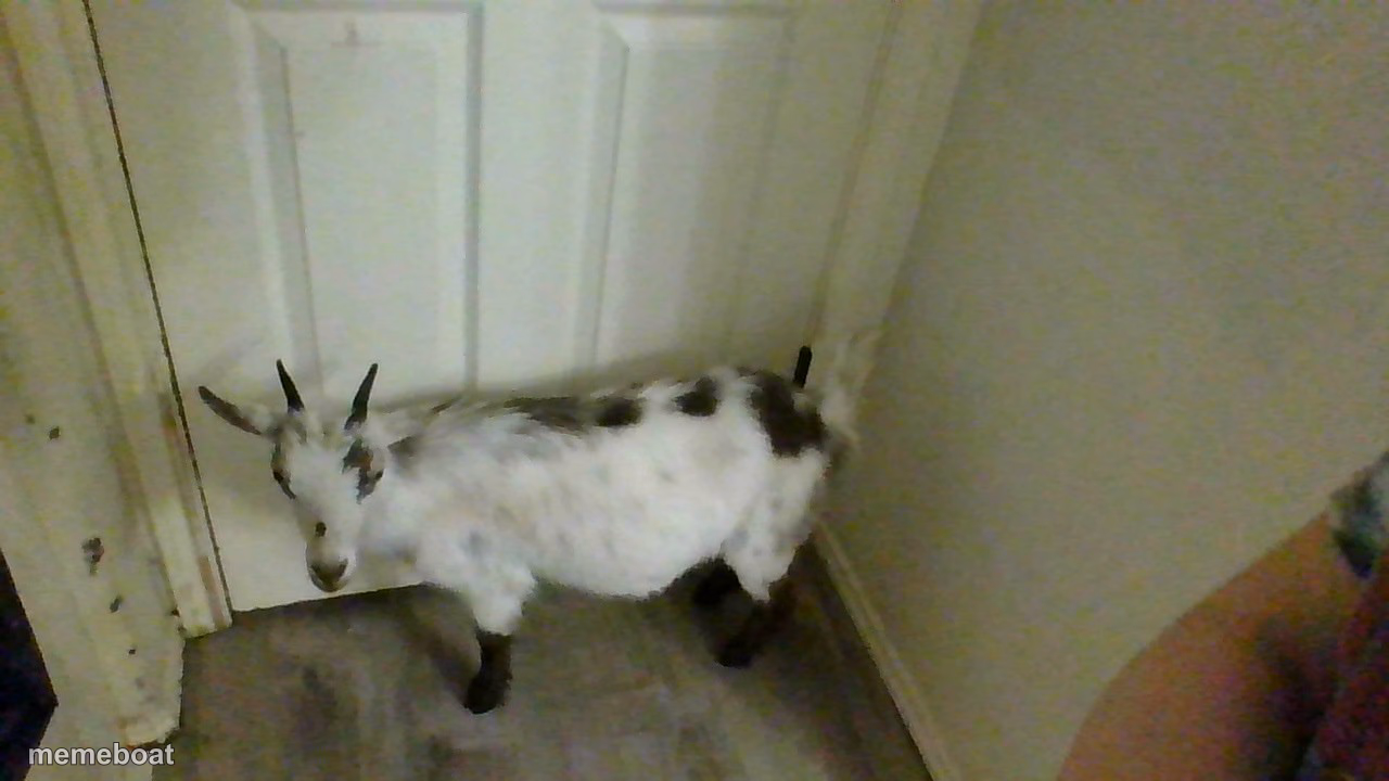 the goat - meme generator image preview
