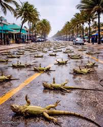 Florida Iguana Invasion - meme generator image preview