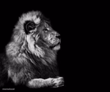 the lion..