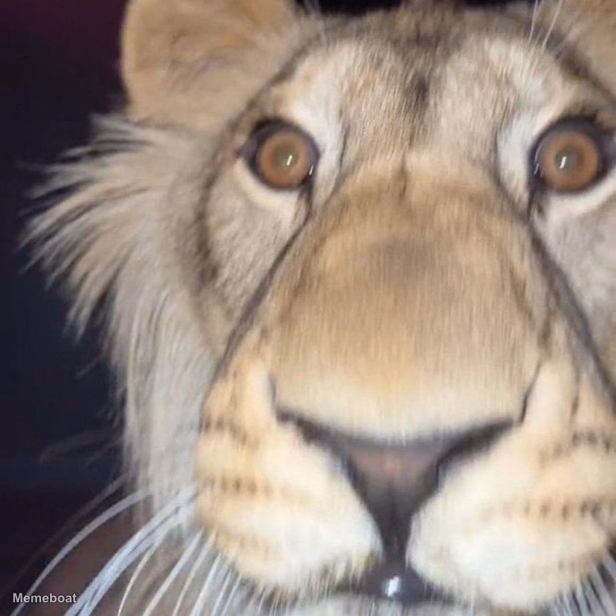 The Lion Close Up Image - meme generator image preview